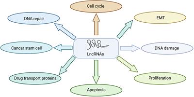 Role of long non-coding RNA in chemoradiotherapy resistance of nasopharyngeal carcinoma